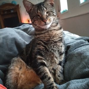 Toby ❣️ Mom's Blind Helper